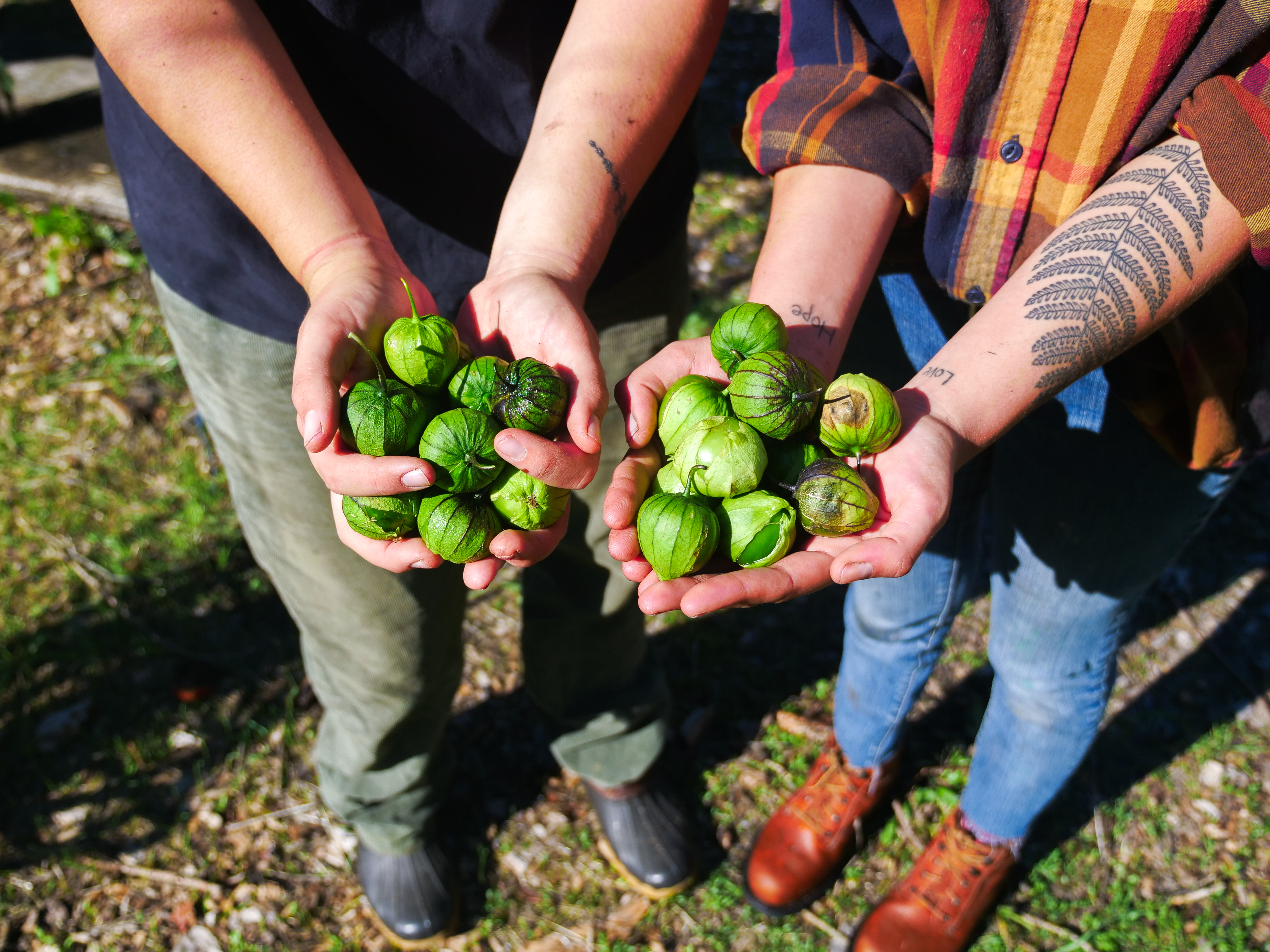 Students hold up tomatillos from the campus garden