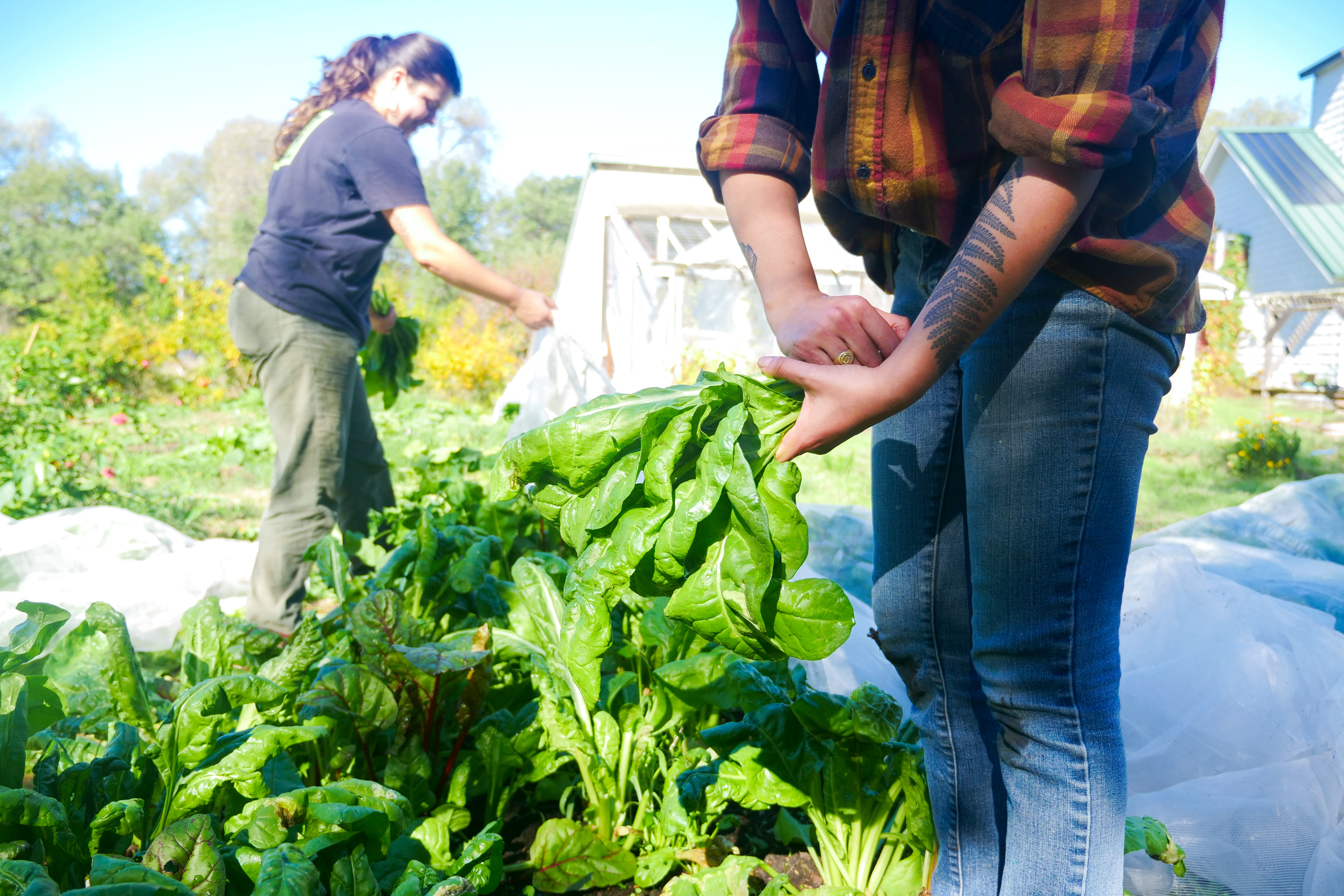 Students working in the campus garden