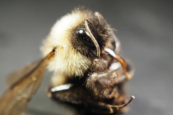 Bumblebee