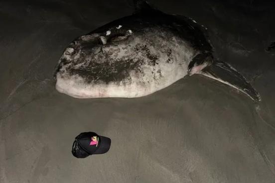 Hoodwinker sunfish