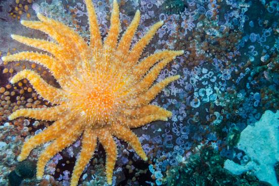 Pycnopodia helianthoides, or sunflower sea star (stock image)