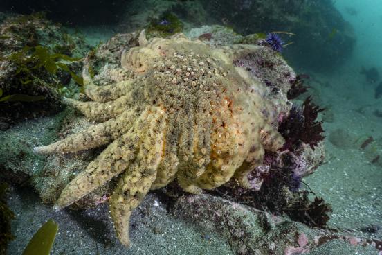 Sunflower sea star (Pycnopodia helianthoides) population discovered along the Sonoma County coast after decade-plus absence