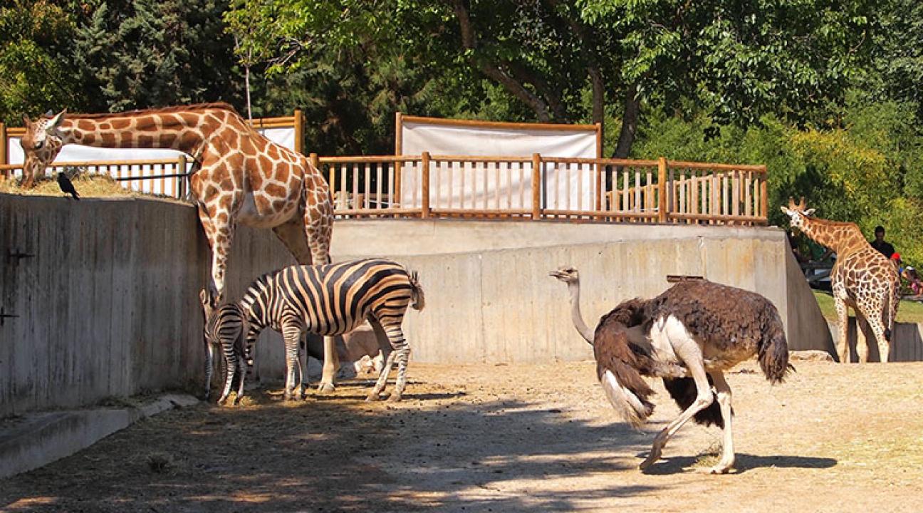 animals in the zoo