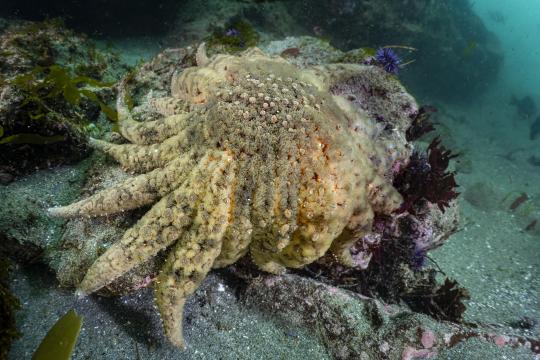 Sunflower sea star (Pycnopodia helianthoides) population discovered along the Sonoma County coast after decade-plus absence