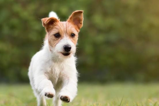 Dog running