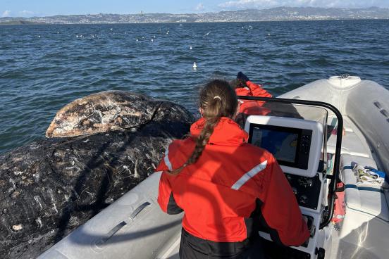Josephine Slaathaug, SSU graduate student in biology, conducting field research on gray whales in the San Francisco Bay