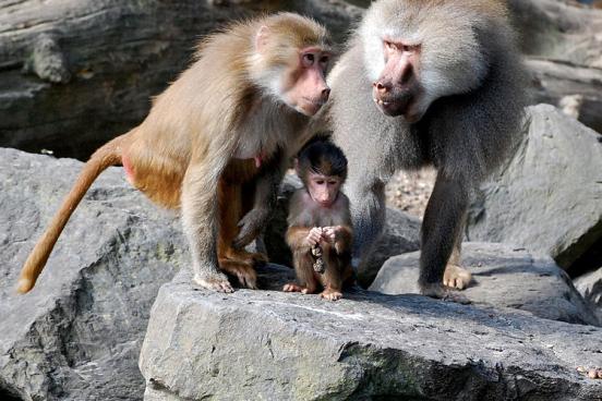 baboon family