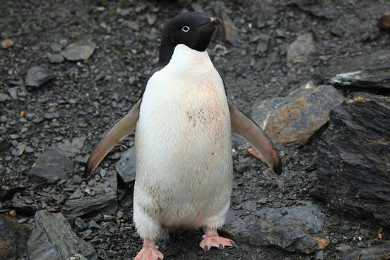 Adelie Penguin 