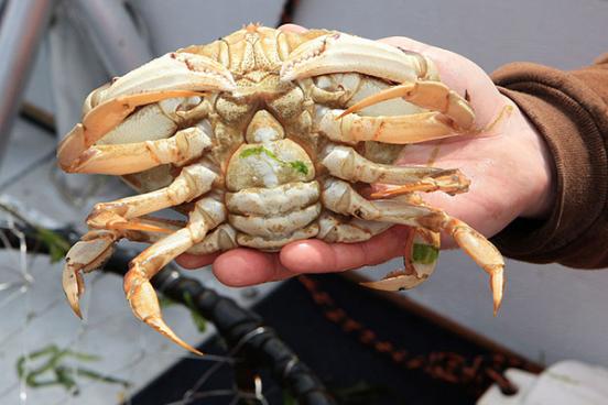 crab