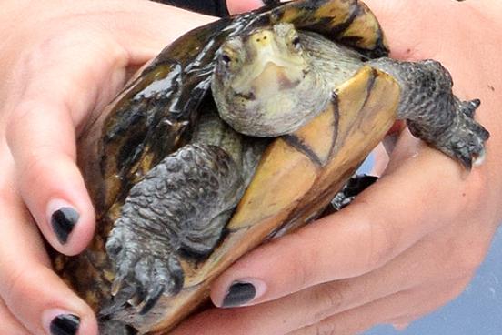 turtle