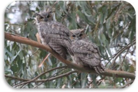 Michael Stoyka, “SSU Owls”