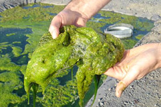 algae