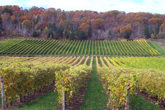 vineyards