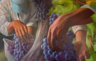 Jay Mercado, Alexander Valley Grape Harvest, 2022, oil on canvas