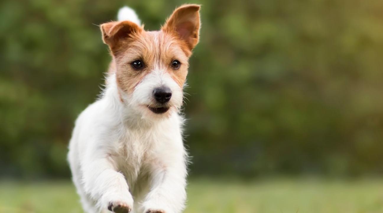 Dog running