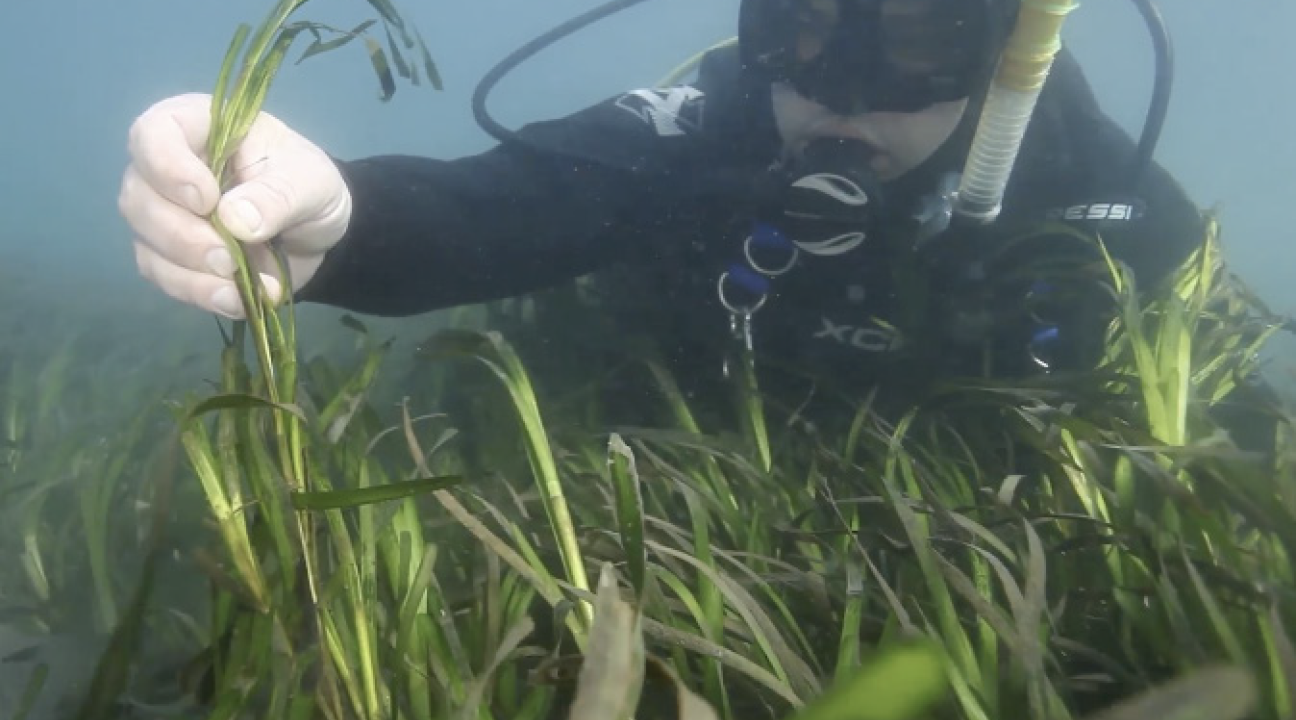 Diver and seagrass