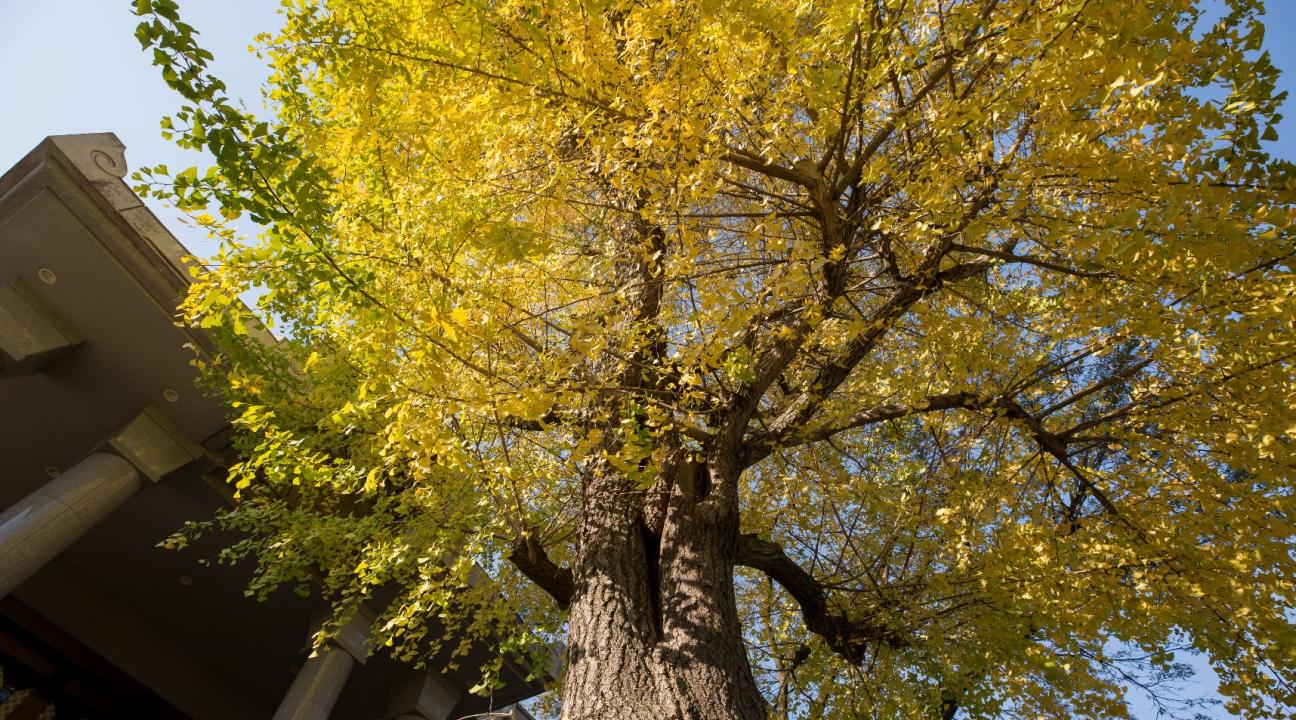Hiroshima Peace Tree