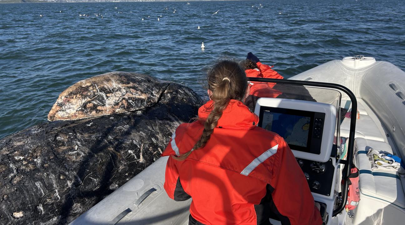 Josephine Slaathaug, SSU graduate student in biology, conducting field research on gray whales in the San Francisco Bay