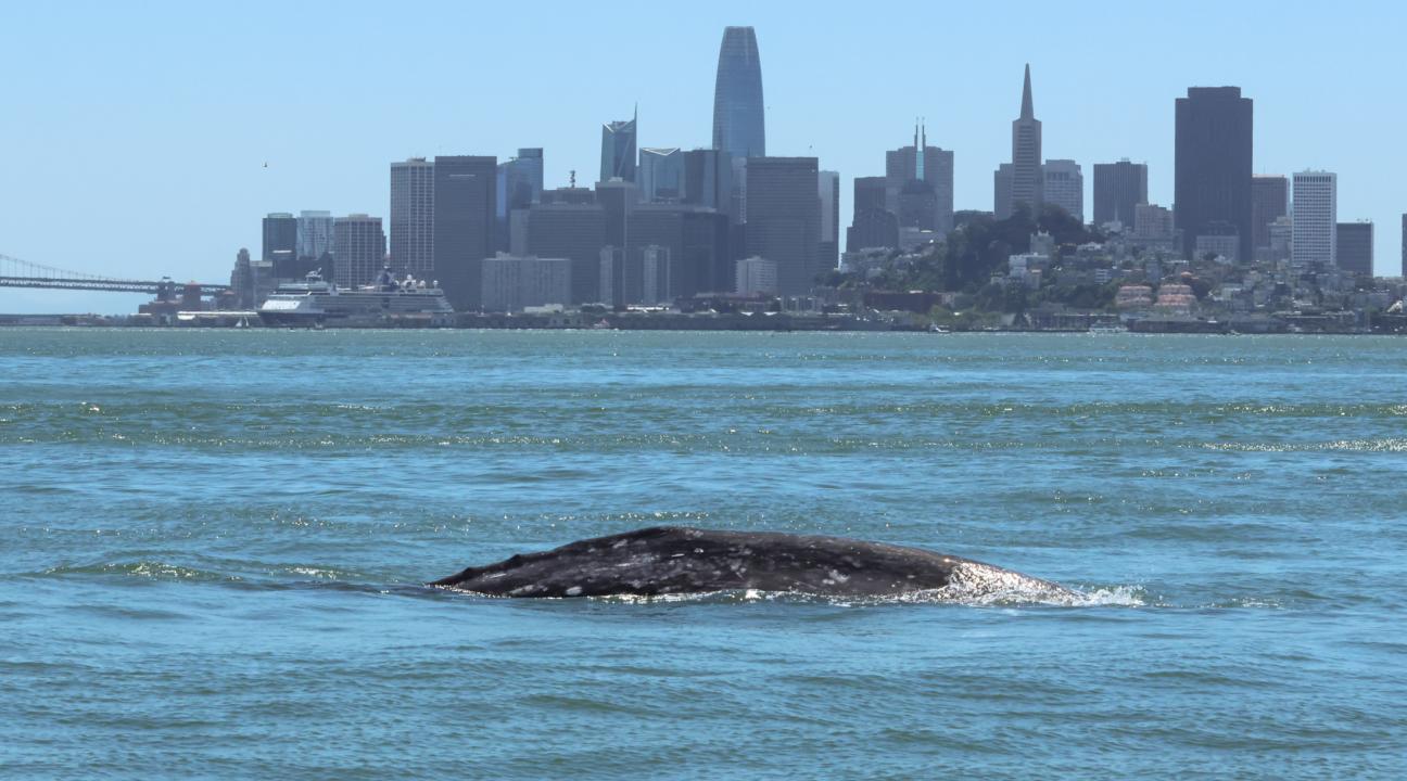 Gray whale in San Francisco Bay, 5 May, 2025, city of San Francisco in the background