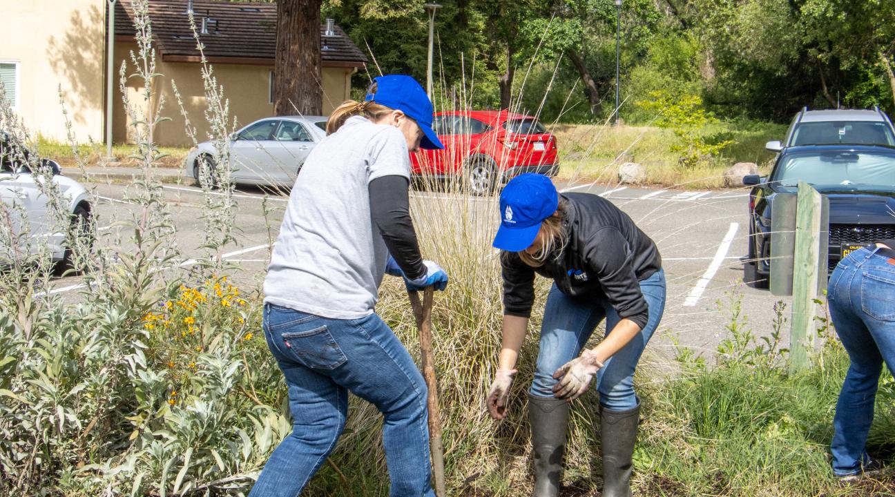 Volunteers participate in Seawolves Dig In 2026, an annual SSU Earth Week activation