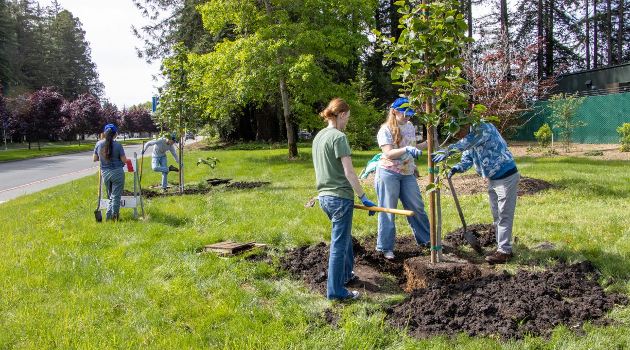 Students and other volunteers plant trees, participate in other activities to green Sonoma State campus during Seawolves Dig In annual Earth Week observance