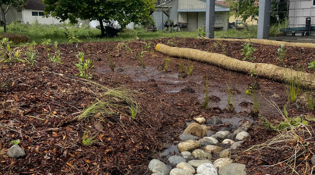 The bioswale combines native plants, biochar, subtle landscape grading, and a rock-lined bowl to slow and capture water that would otherwise flow directly into a storm drain.