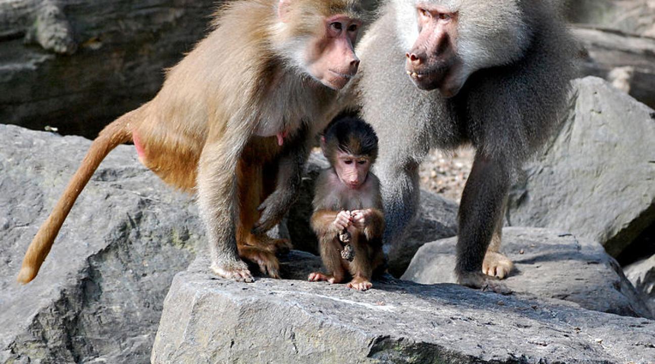 baboon family
