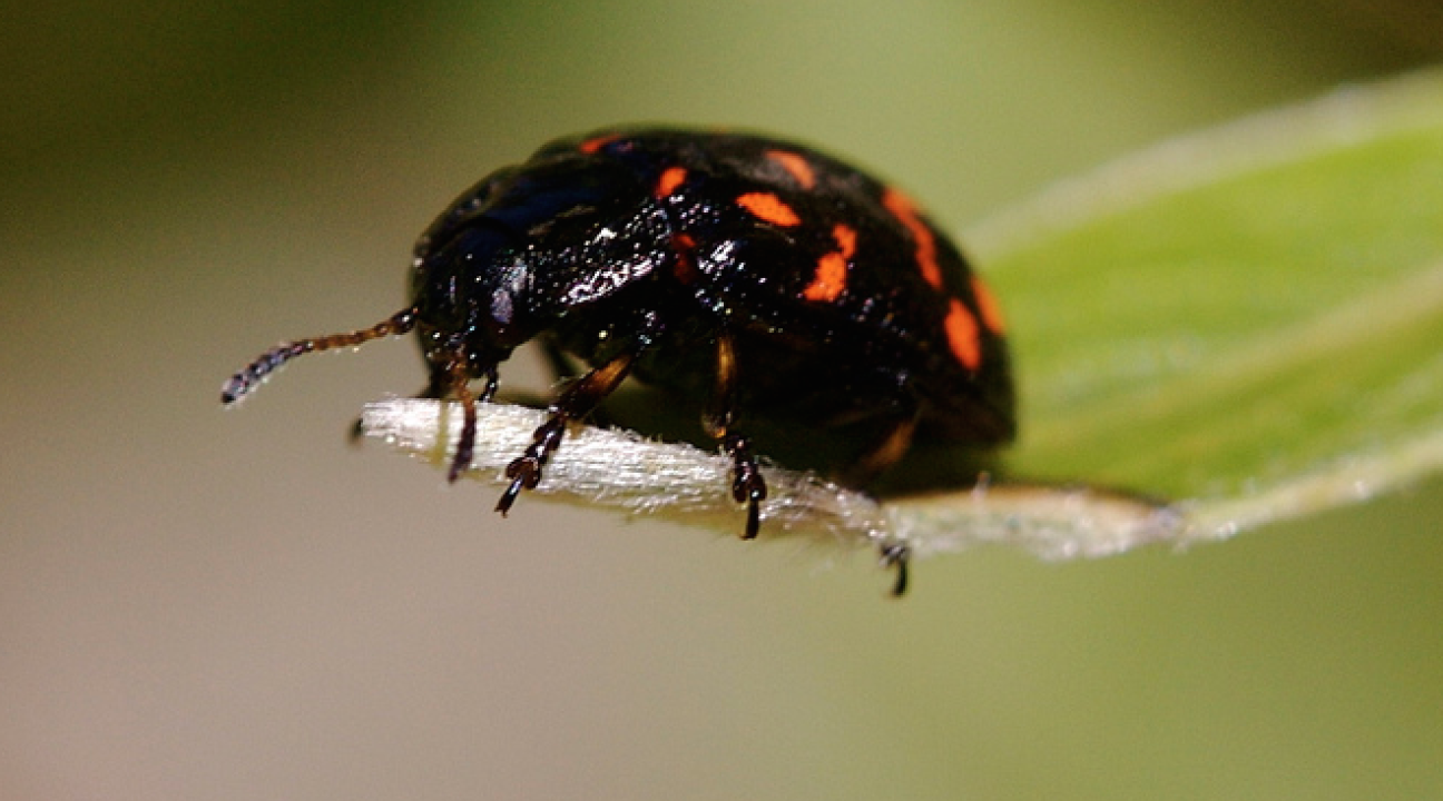 montan leaf beetle