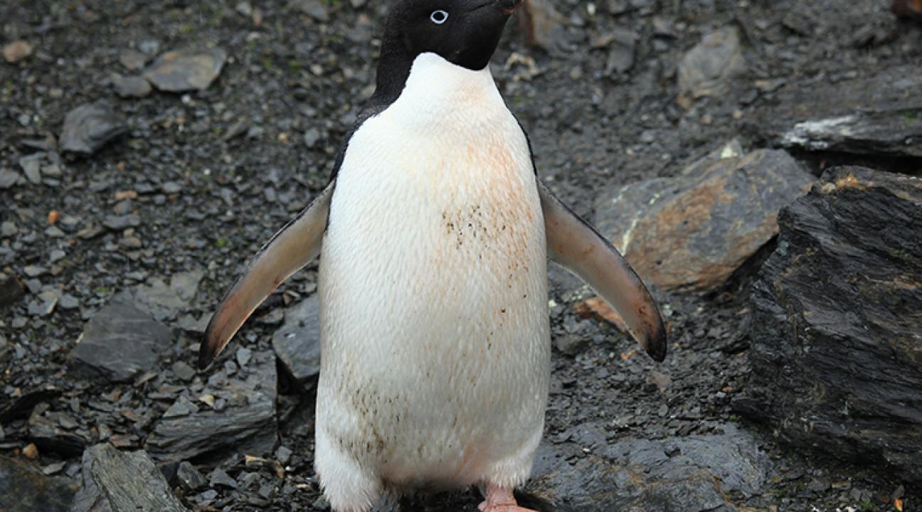Adelie Penguin 
