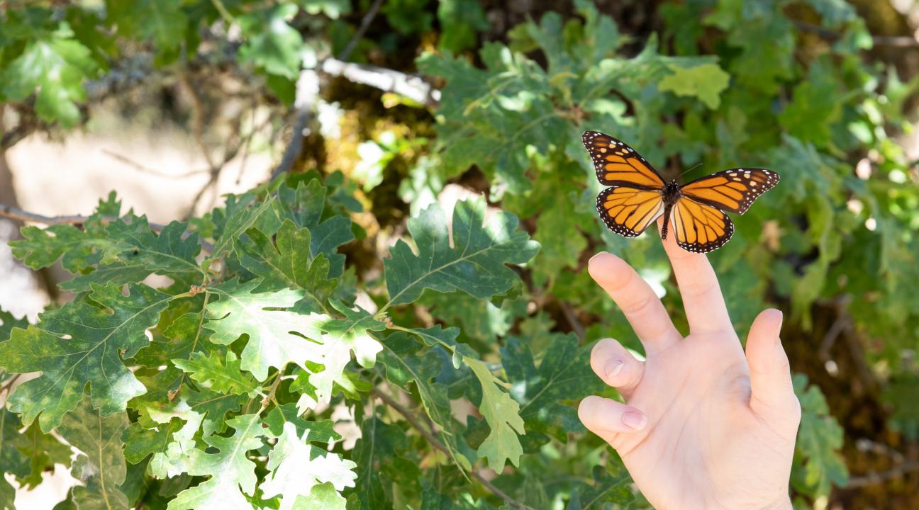 Butterfly