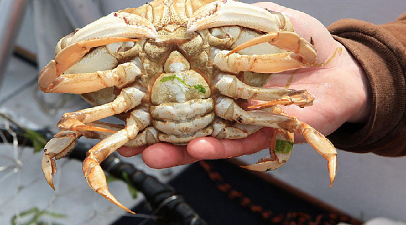 crab