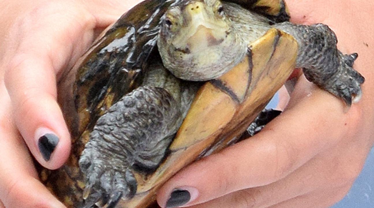 turtle