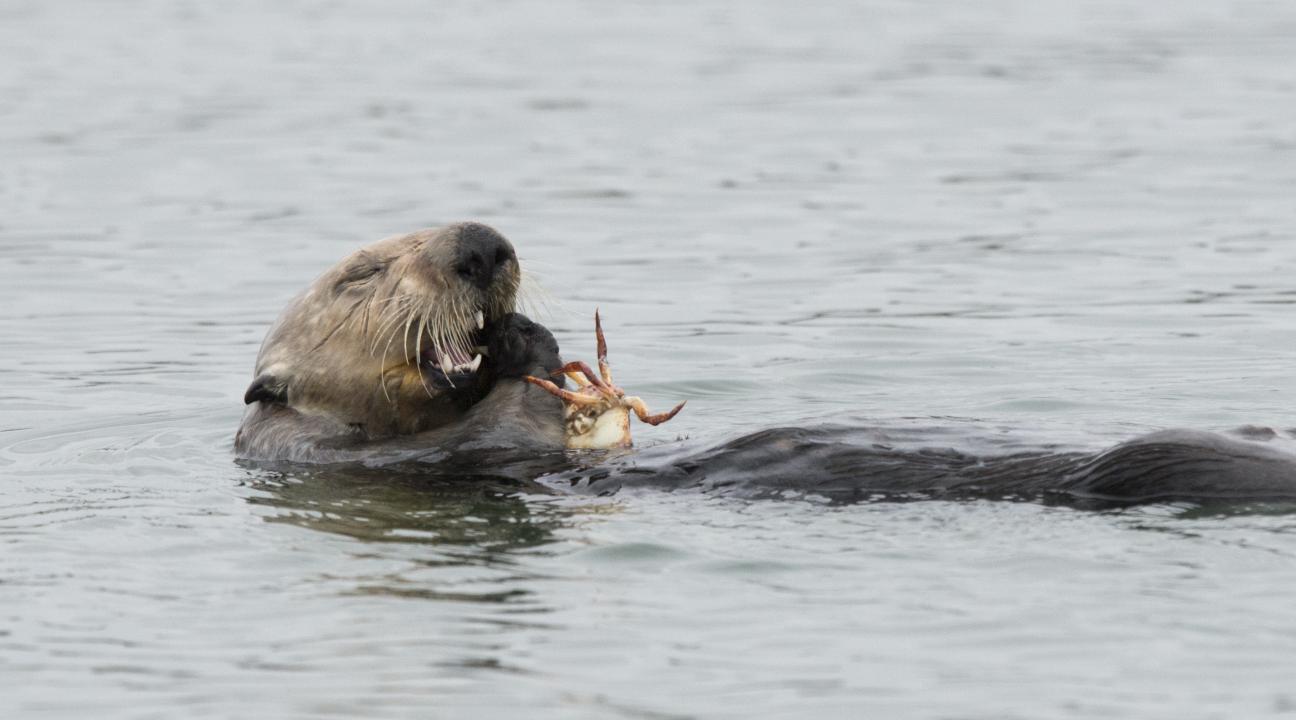 otter eating crab