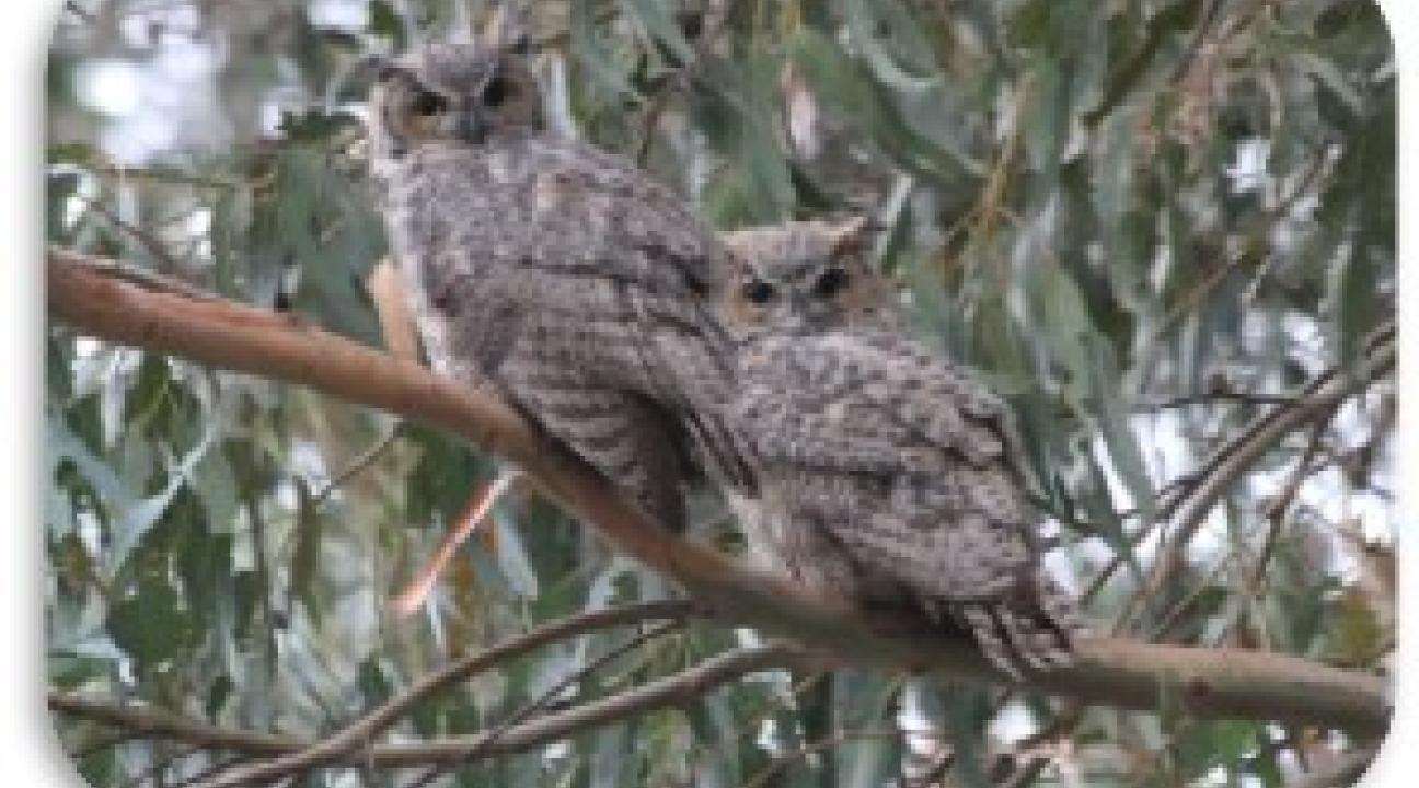 Michael Stoyka, “SSU Owls”