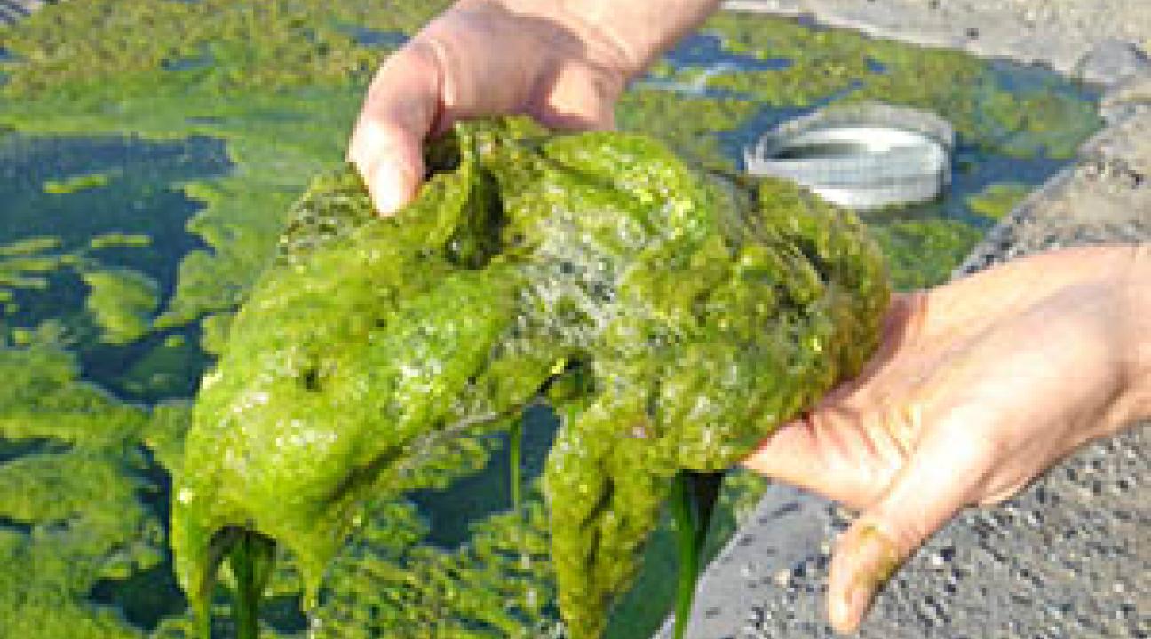 algae