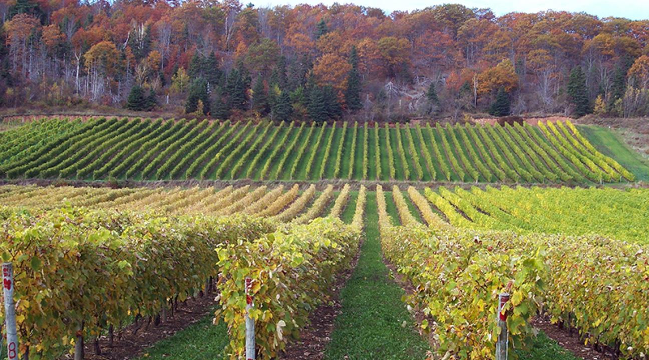 vineyards