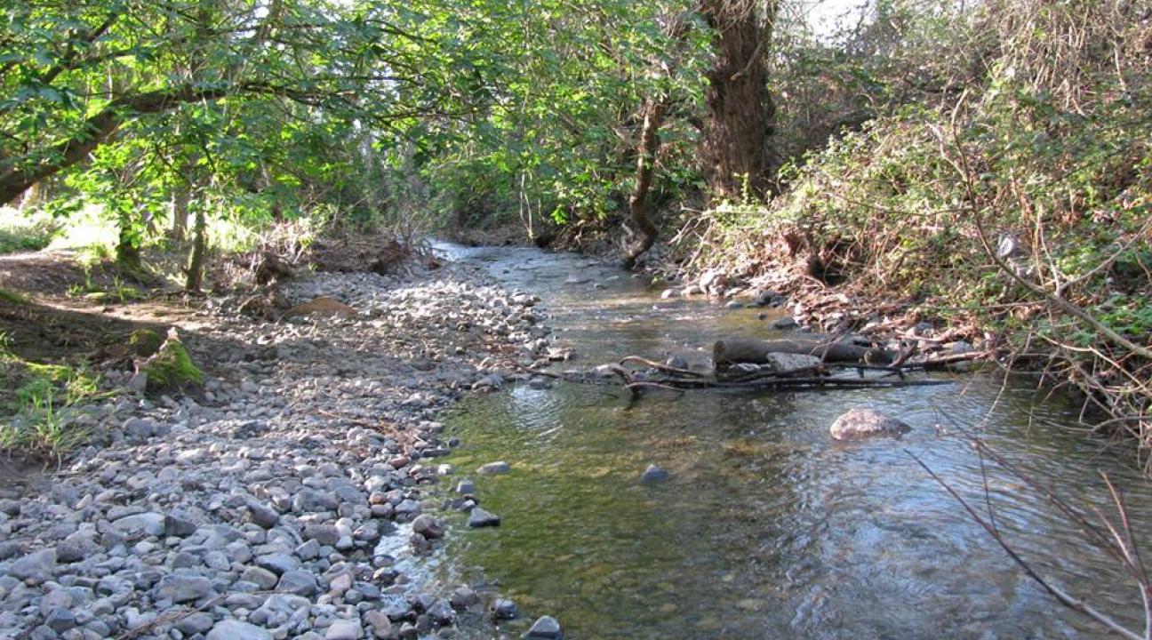 creek with water