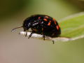 montan leaf beetle