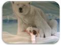 Susie McFeeters, “Polar Bears”