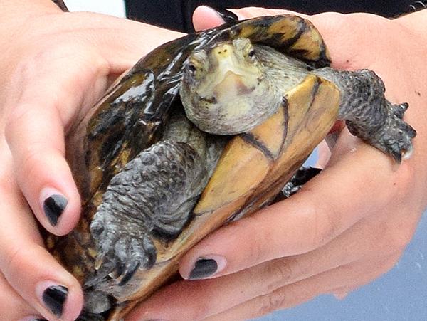 Shut Turtle Saving Threatened Turtles | SSU News at Sonoma State University