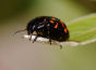 montan leaf beetle