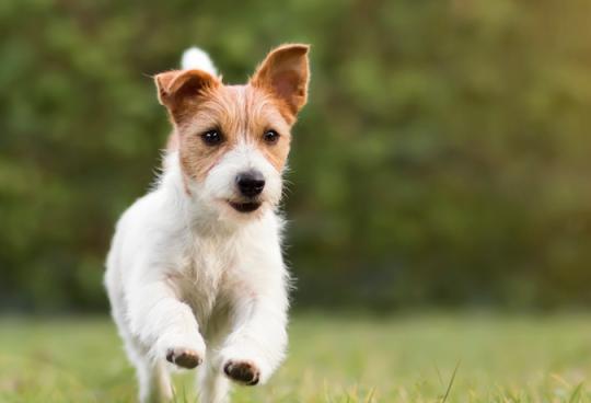 Dog running