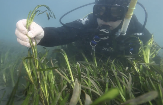 Diver and seagrass