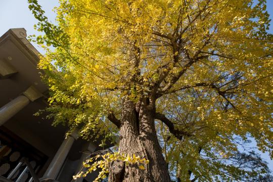 Hiroshima Peace Tree