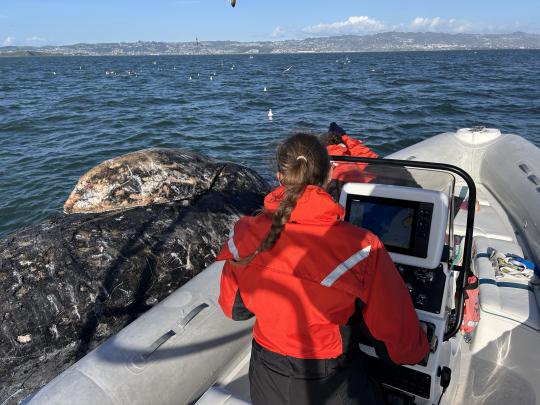 Josephine Slaathaug, SSU graduate student in biology, conducting field research on gray whales in the San Francisco Bay