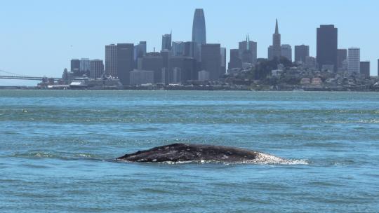 Gray whale in San Francisco Bay, 5 May, 2025, city of San Francisco in the background