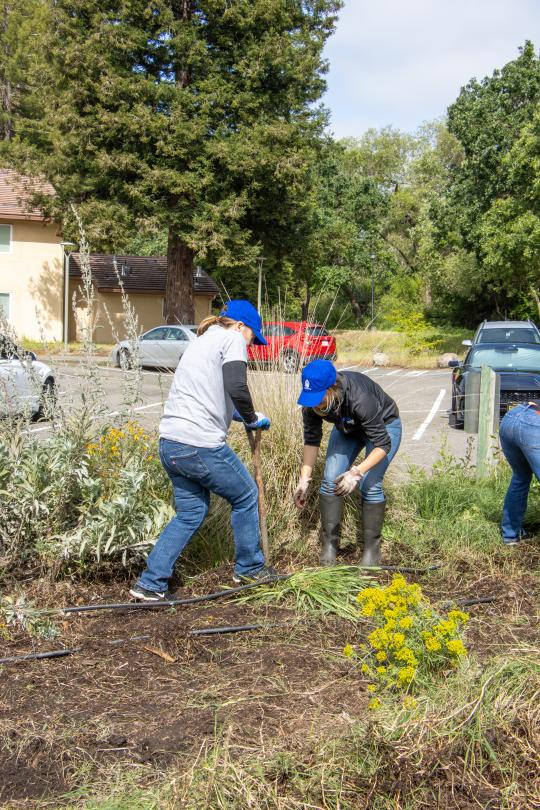 Volunteers participate in Seawolves Dig In 2026, an annual SSU Earth Week activation