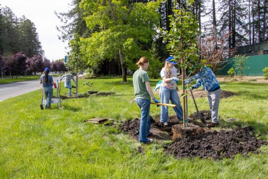 Students and other volunteers plant trees, participate in other activities to green Sonoma State campus during Seawolves Dig In annual Earth Week observance