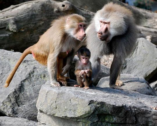 baboon family