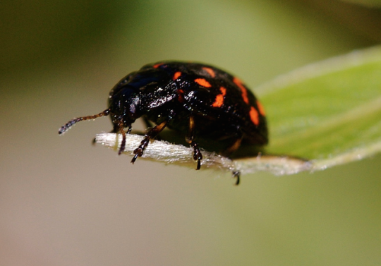 montan leaf beetle